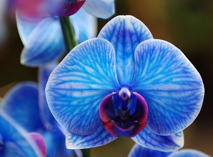 jak vypestovat modrou orchidej jak obarvit orchidej postup navod zkusenosti informace