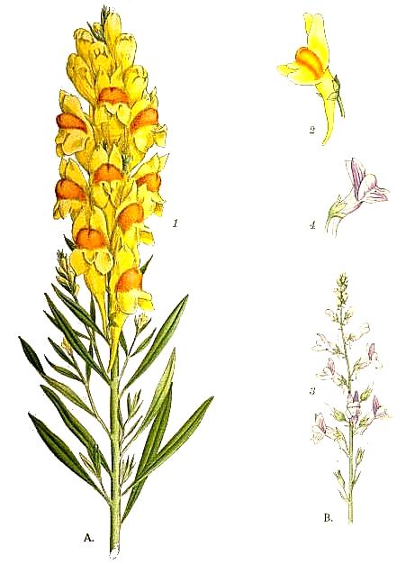 lnice-kvetel-obecna-hemoroidy