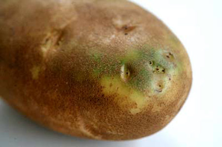 zelene-brambory-jedovaty-solanin